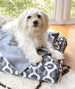 Biggs Cotton Twill Dog Bed (3 Sizes) – Charcoal