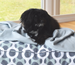 Biggs Cotton Twill Dog Bed (3 Sizes) – Fog