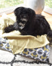 Biggs Dog Bed and Blanket Set